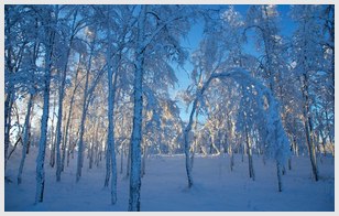 爱情优美的段落摘抄