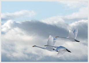 结婚纪念日祝福语大全 爱情短句祝福语文案