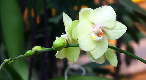 张爱玲关于爱情的七句话